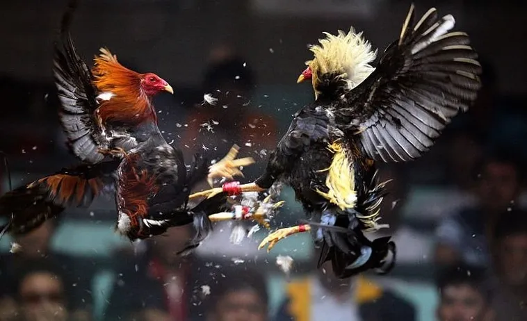 Bật Mí Cách Chơi Đá Gà Sabong Tại F8Bet Từ Các Cao Thủ 1 Bật Mí Cách Chơi Đá Gà Sabong Tại F8Bet Từ Các Cao Thủ