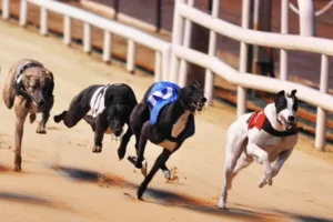 Mẹo Cược Đua Chó F8Bet Luôn Thắng Từ Chuyên Gia Hàng Đầu